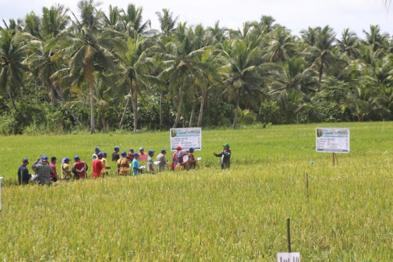 Samar Rice Farmers Urged To Switch To Hybrid Rice Seeds Official