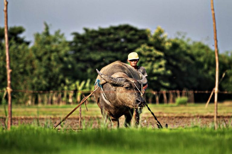 performance-of-philippine-agriculture-april-to-june-2018-official