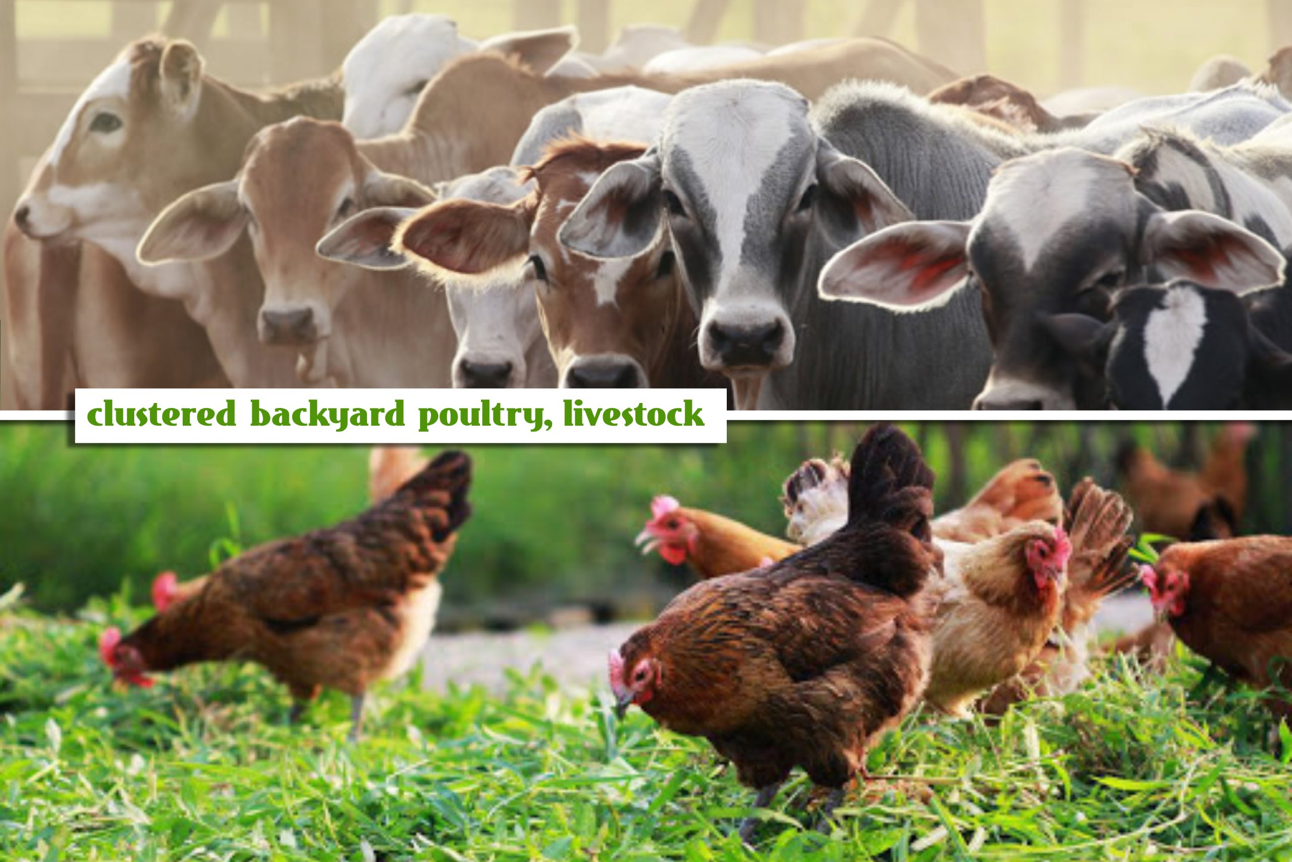 DA To Support Clustered Backyard Poultry Livestock Farms  Scaled 
