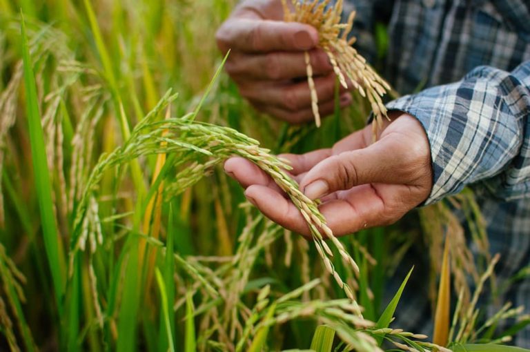 Rtl On Track Palay Harvest And Prices Up Rice Affordable Capped With