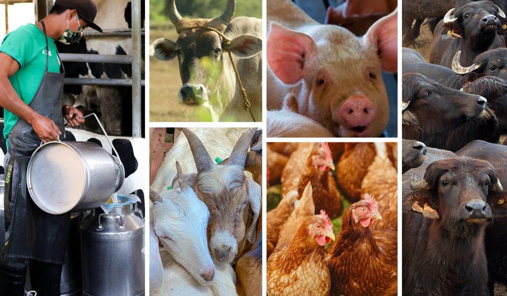 DA backs Senate’s proposed bills to boost Phl livestock industry ...