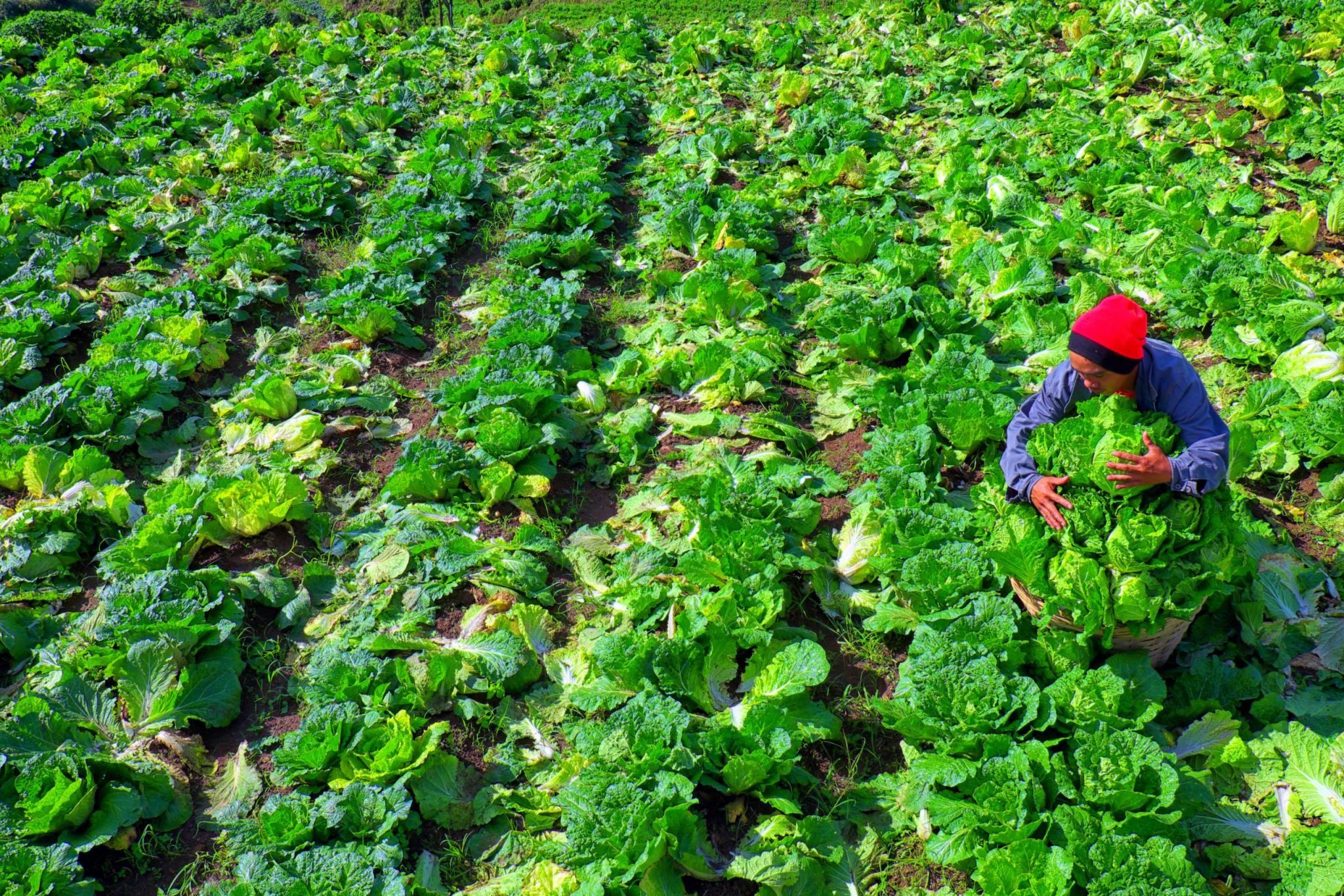 da-attributes-p24b-for-climate-smart-agri-and-food-systems-in-2022