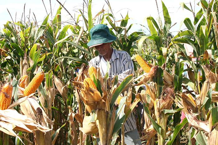 corn crops