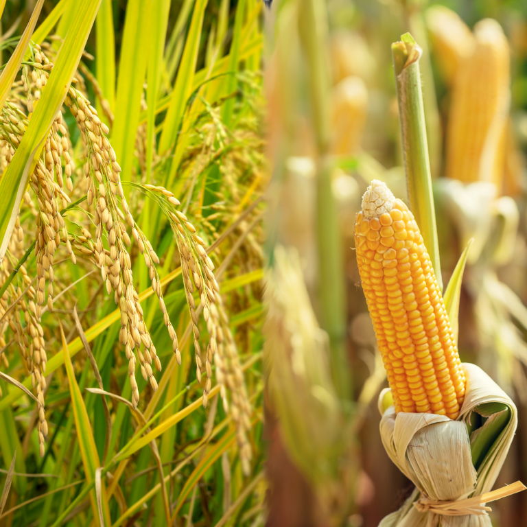 Palay Corn Harvests Grow Slightly In Q1 2022 Psa Official Portal