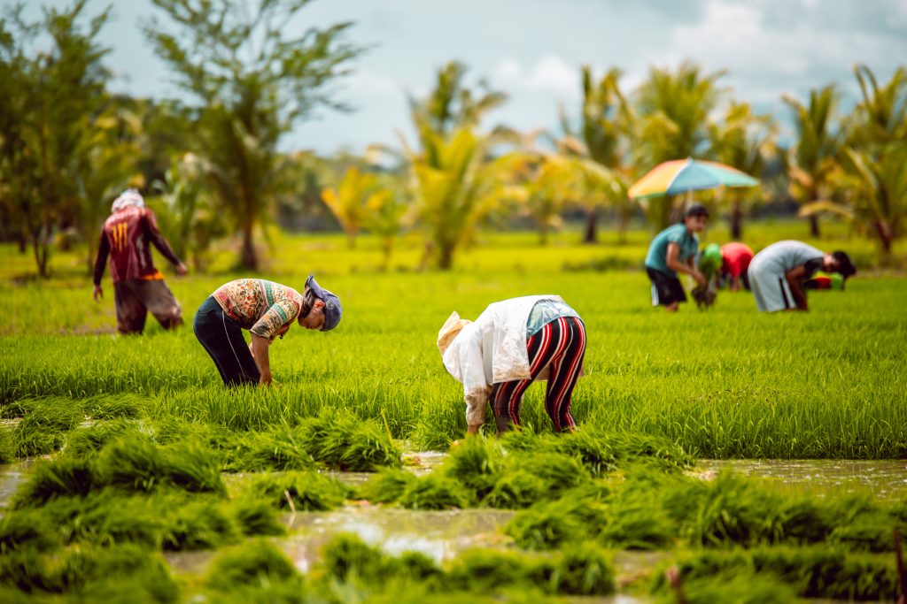 Rice farmers nationwide to receive more fertilizer aid | Official ...