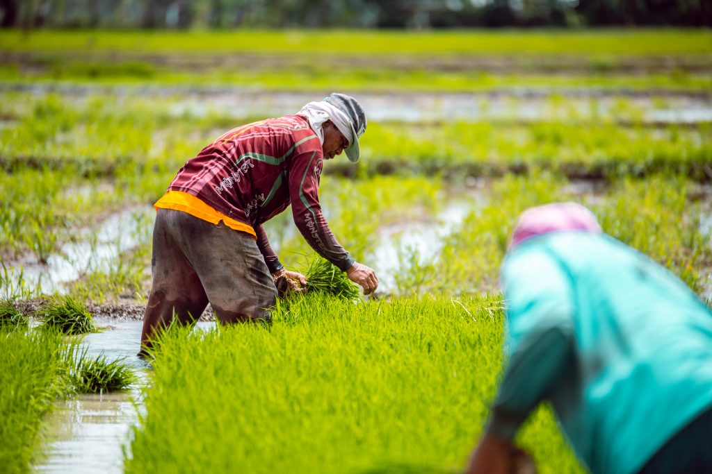 DA assures stable rice supply amid El Niño threat | Official Portal of ...