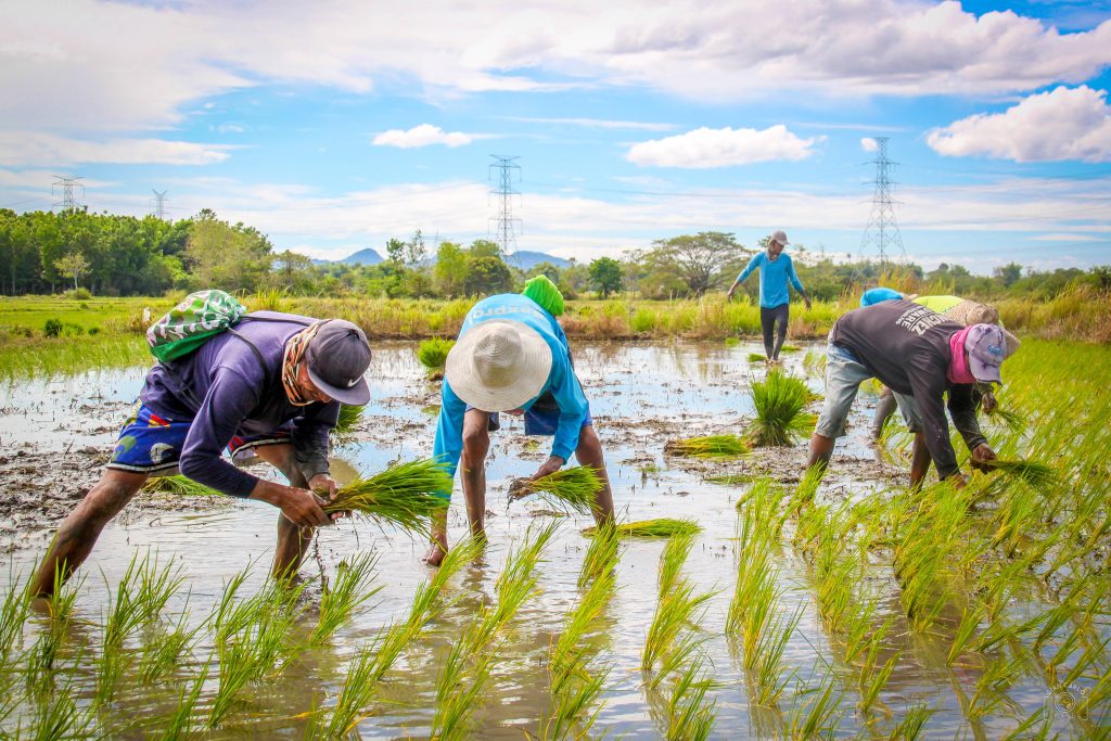 Rice remains sufficient – DA | Official Portal of the Department of ...