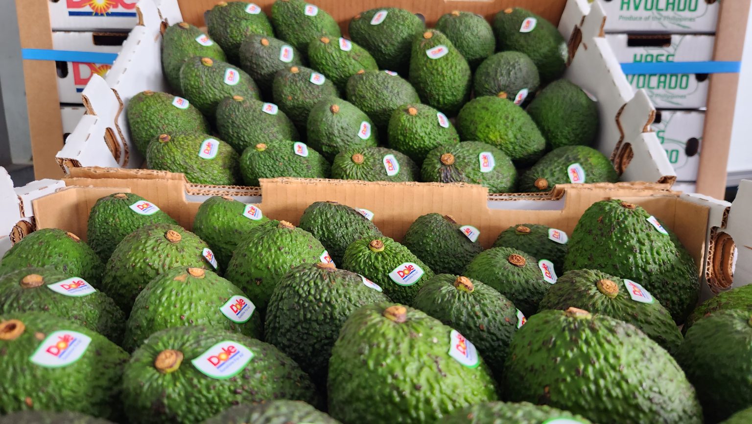 RP’s Hass Avocado Export to South Korea (September 30, 2023) | Official ...