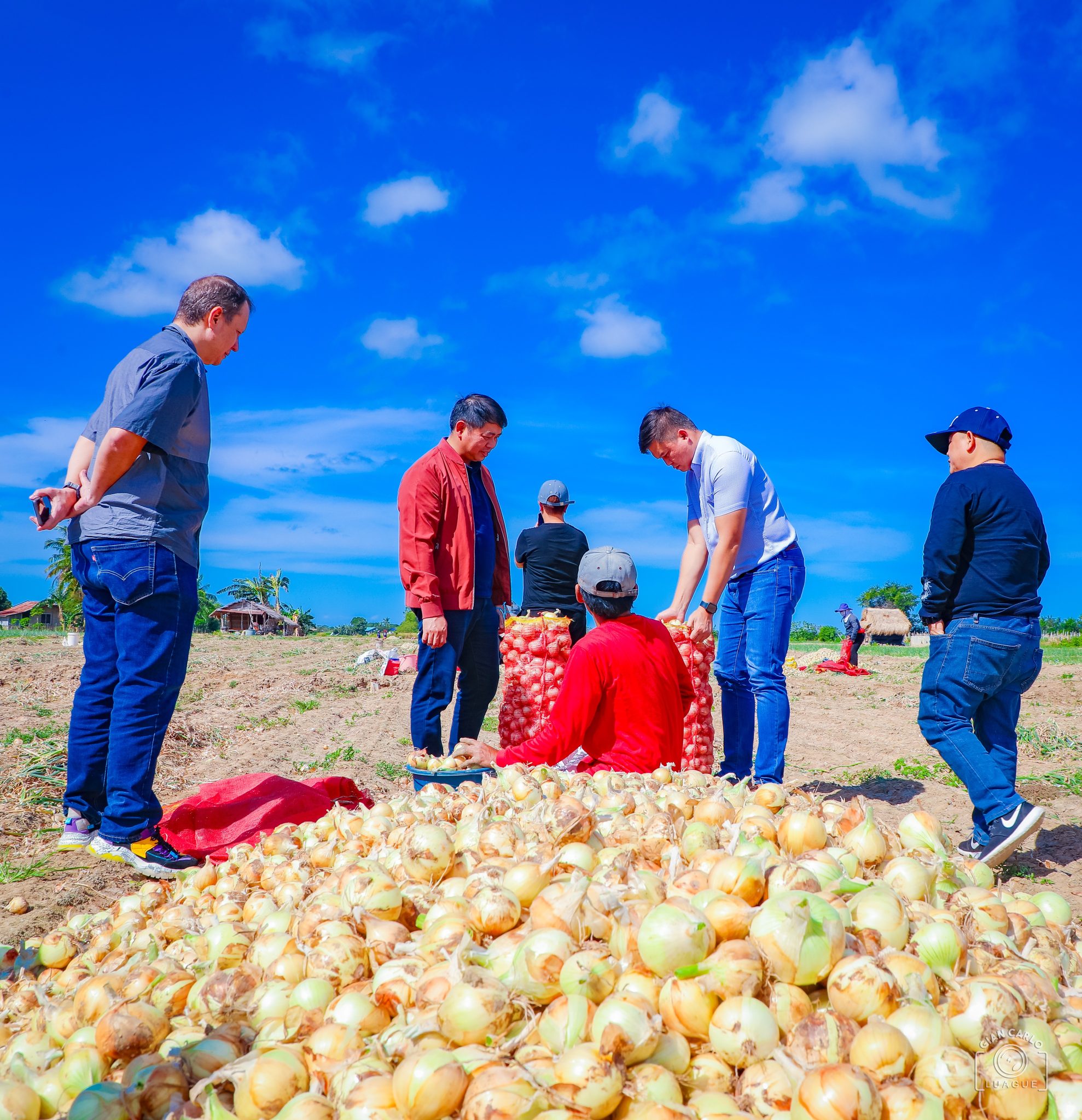 PH expects good harvest, adequate supply of onion in 2024 Official