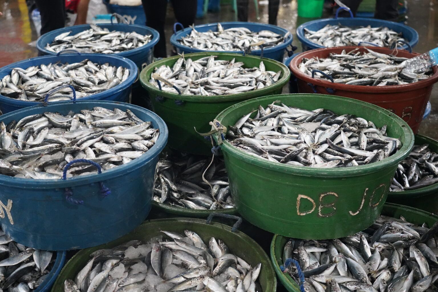 DA OKs importation of 25,000 MT pelagic fishes in 4Q due to closed ...