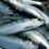 Codex recognizes Sardinella lemuru, opens new export opportunities for Phl fisheries